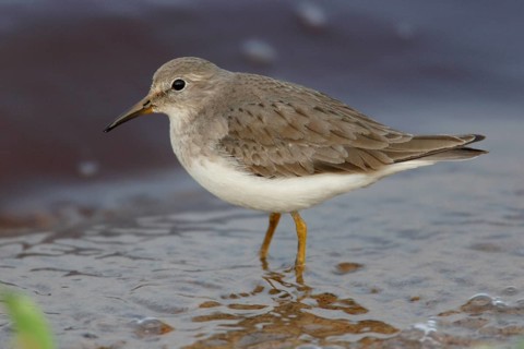Temminck's stint