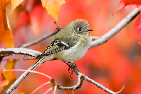 Ruby-crowned Kinglet