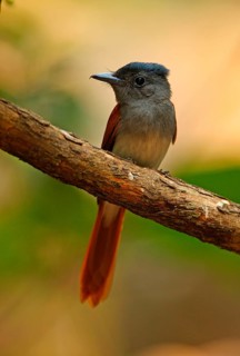 Asian Paradise-flycatcher