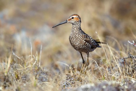 Micropalama himantopus