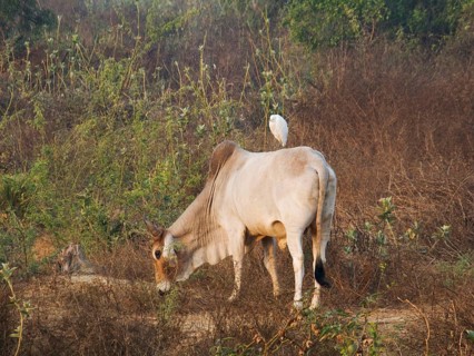 Domestic cattle egret