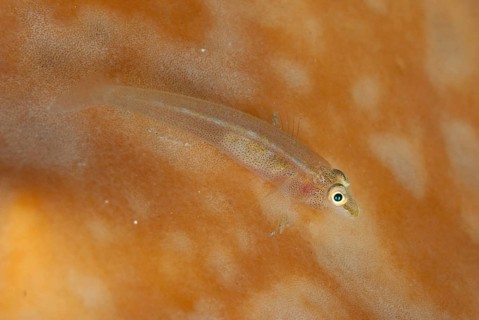 Staghorn ghost goby
