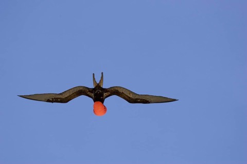 Great Frigatebird