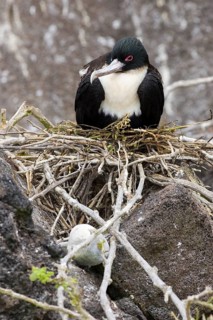 Great Frigatebird