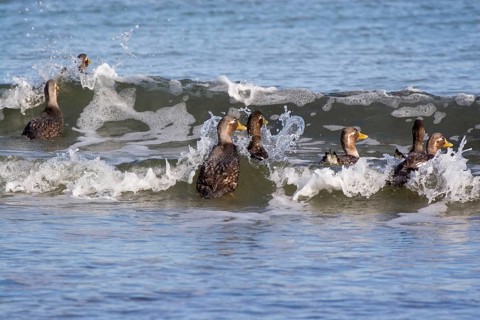 Falkland steamer duck