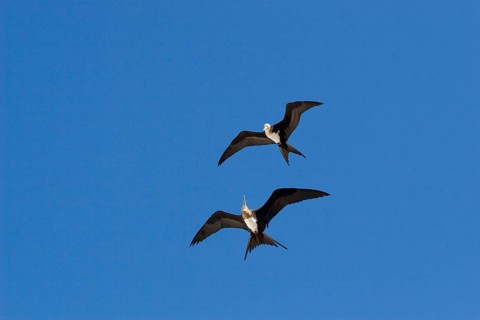 Banded Frigatebird