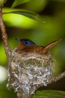 Madagascar Paradise Flycatcher