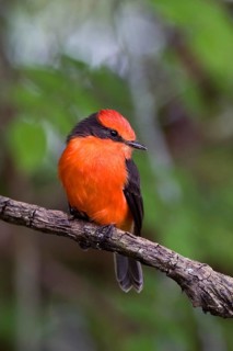 Ruby Flycatcher