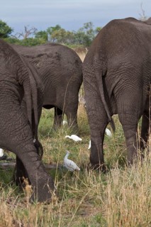 Cattle egrets hunt for insects that disturb this group of African elephants