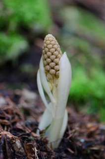 Bird's Nest Root