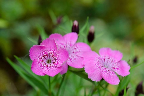 Transylvanian Carnation