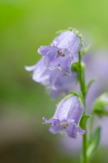 Bearded Bellflower