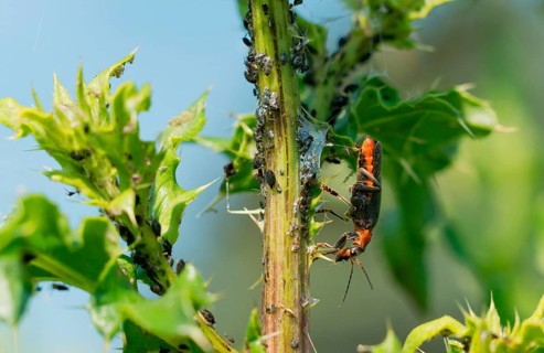 Common soft bodied beetle and blue lice
