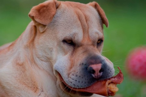Shar-Pei