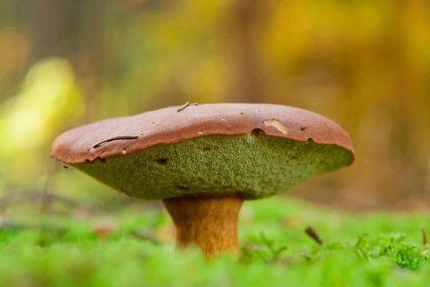 Chestnut boletus