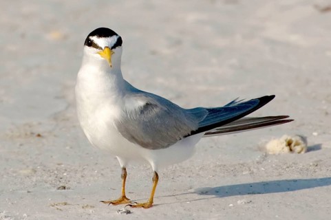 Least Tern
