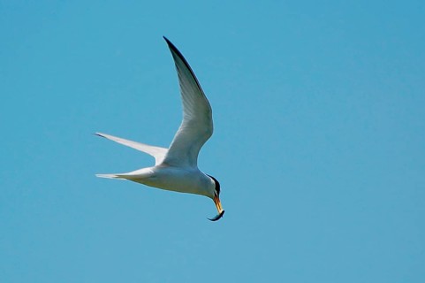 Least Tern