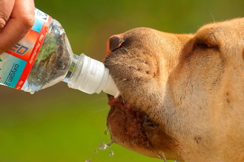 Dog drinking from bottle