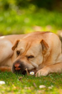 Chinese Shar-Pei