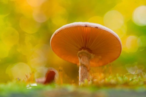 honey fungus