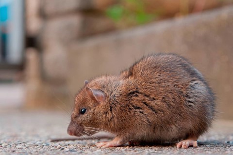 House Rat