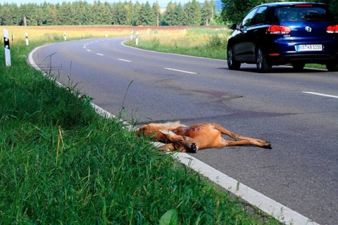 Roe deer