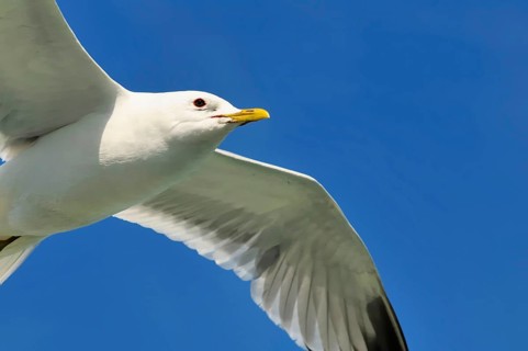 Common gull