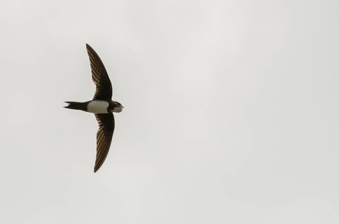 Alpine Swift