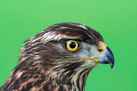 Goshawk