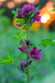 Common mallow