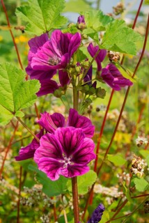 Common mallow