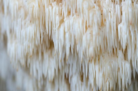 Fir spiny beard