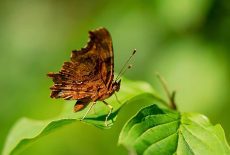 C butterfly