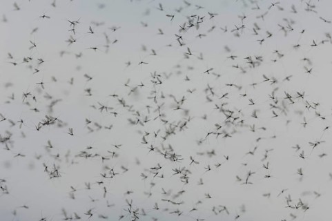 Twitching mosquitoes