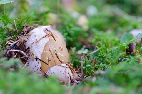 Common stinkhorn