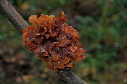 Leafy trembler