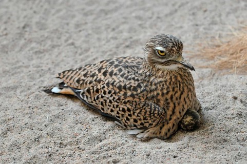 Spotted knee