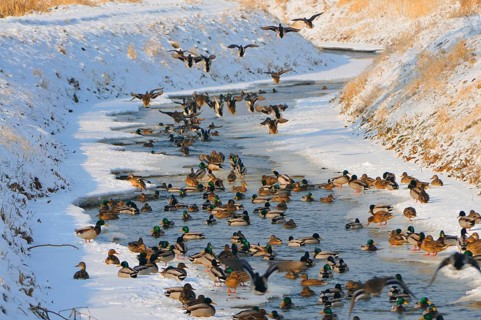 Mallards