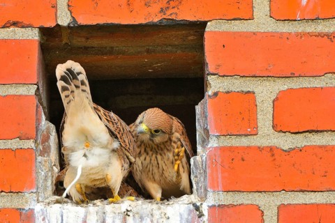 Young kestrels
