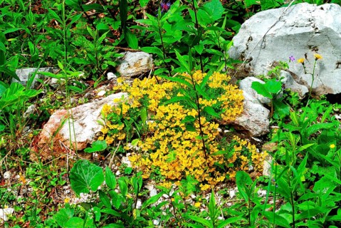 Common horseshoe clover