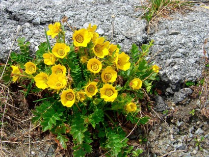 Mountain carnation root