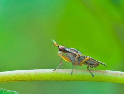 Horn fly