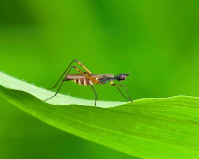 Stilt fly