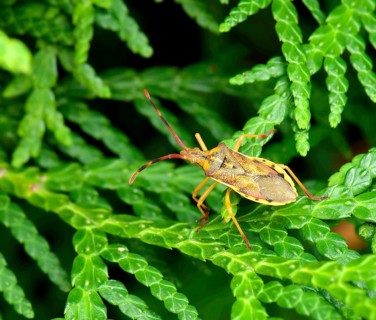 Juniper edge bug