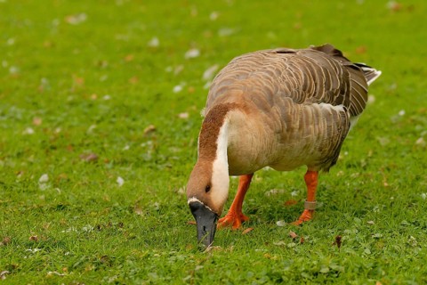 Swan Goose