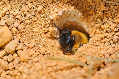 Common sand bee