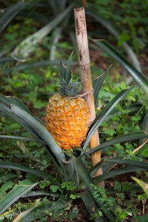 Pineapple