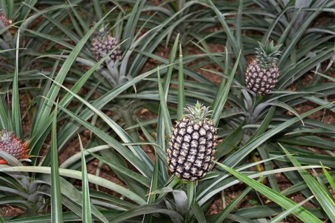 Pineapple