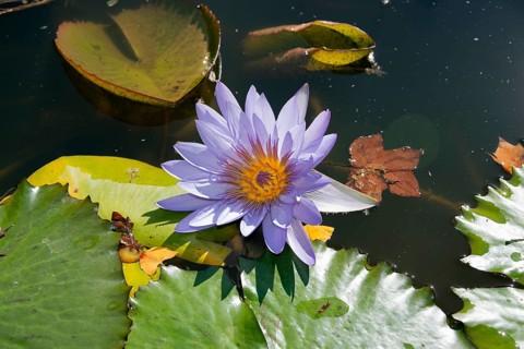 Water Lily