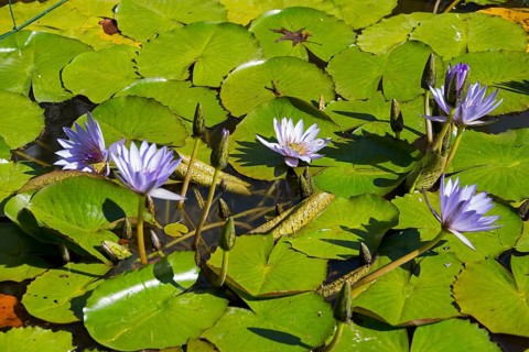 Water Lily